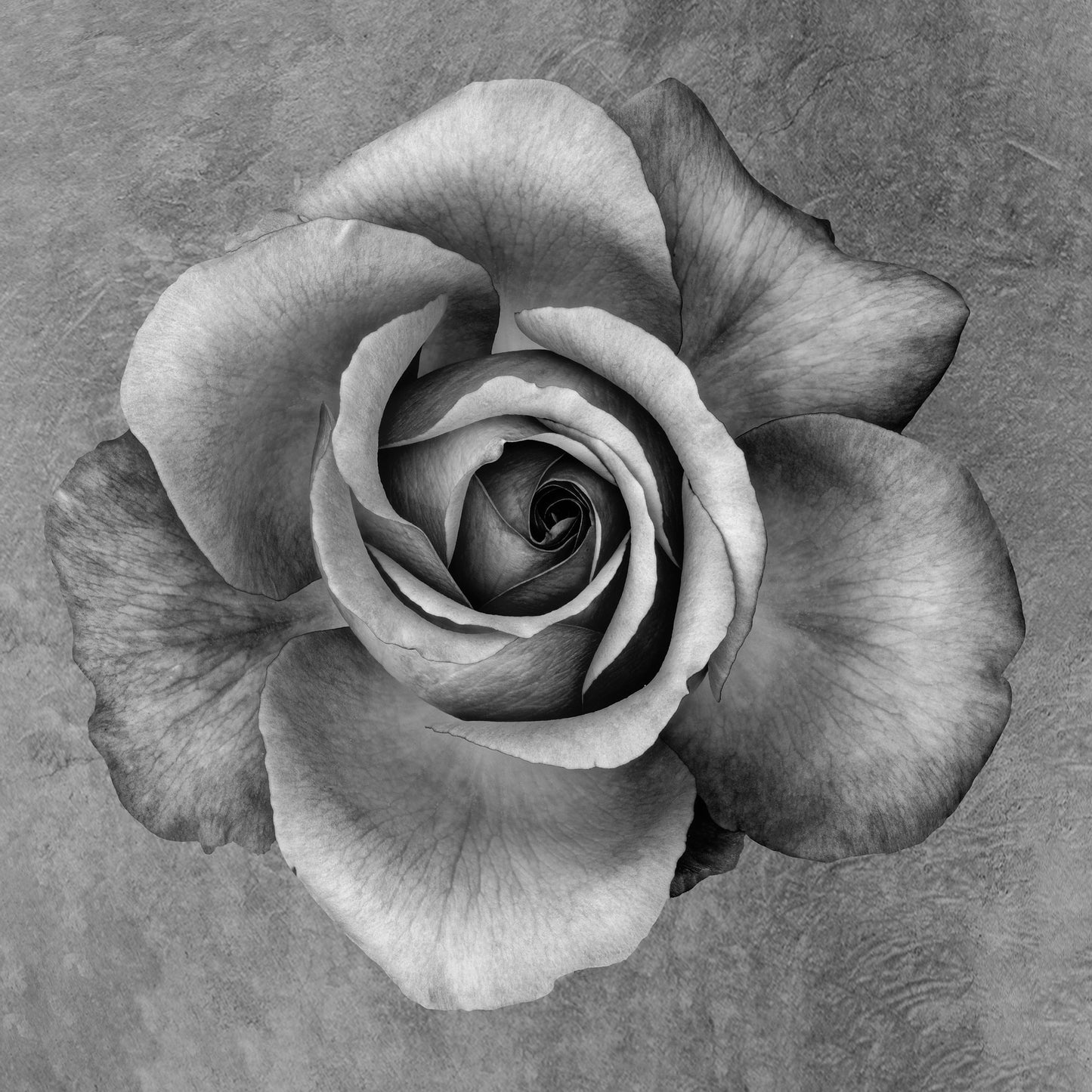 Tablou canvas "PPF Flori 46" - 60x60 cm