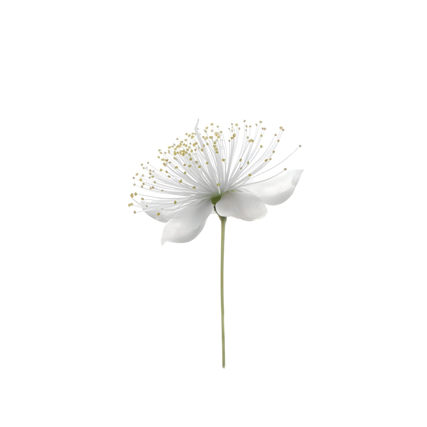 Tablou canvas "White Flower 5" - 90x120 cm