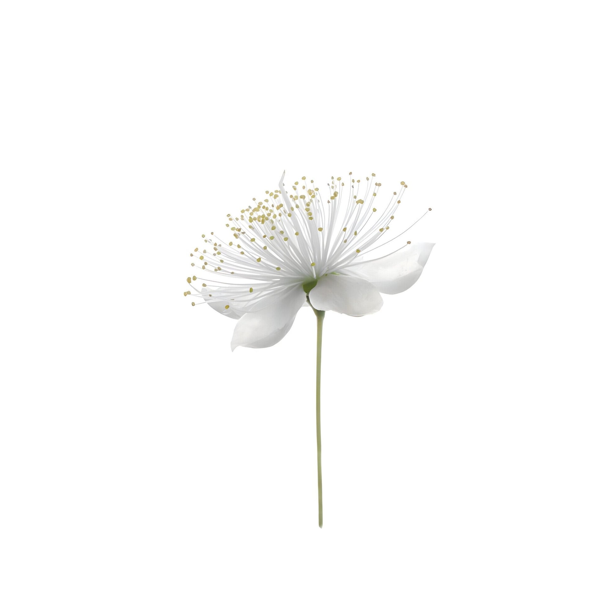 Tablou canvas "White Flower 5" - 90x120 cm